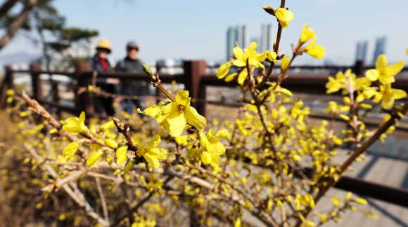 오후로 접어들면서 다소 포근해진 21일 서울 성동구 응봉산이 노란 개나리로 물들고 있다. 2024.3.21 연합뉴스