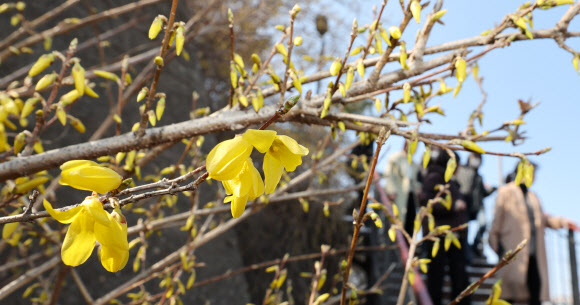 오후로 접어들면서 다소 포근해진 21일 서울 성동구 응봉산이 노란 개나리로 물들고 있다. 2024.3.21 연합뉴스