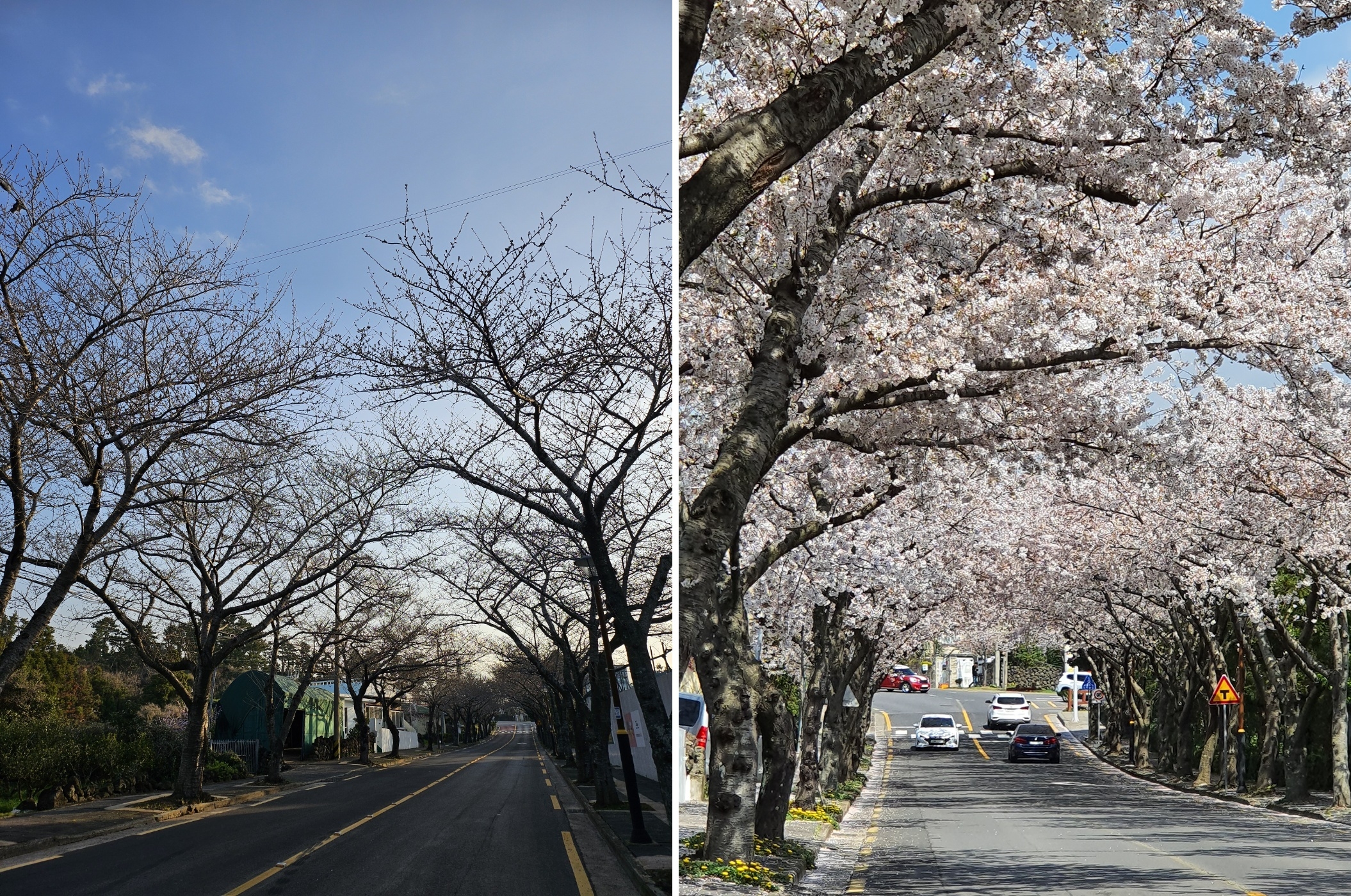 서귀포시 예래동사무소 도로변 벚꽃터널에 벚꽃이 예년 이맘때쯤이면 흐드러지게 피어 아름다운 자태(오른쪽)를 뽐냈지만, 올해(왼쪽)는 일조량이 부족해 꽃망울도 터뜨리지 않아 대조를 이루고 있다. 제주 강동삼 기자