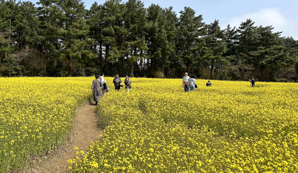 따뜻한 봄 날씨를 보인 23일 제주도민과 관광객들이 제주시 애월읍 항파두리 항몽유적지 인근에 피어난 노란 유채꽃밭을 찾아 봄을 만끽하고 있다. 2024.3.23  연합뉴스
