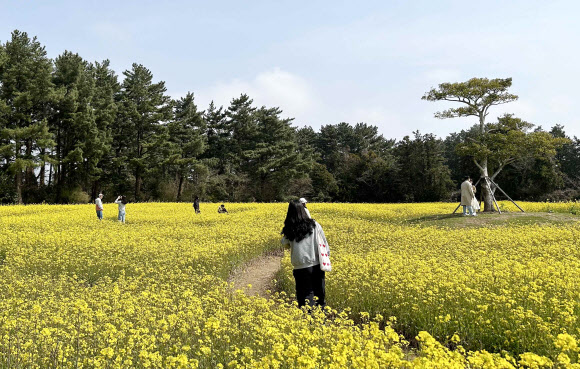 따뜻한 봄 날씨를 보인 23일 제주도민과 관광객들이 제주시 애월읍 항파두리 항몽유적지 인근에 피어난 노란 유채꽃밭을 찾아 봄을 만끽하고 있다. 2024.3.23 연합뉴스