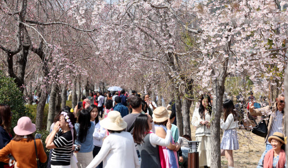 국내 최대 봄꽃 축제인 진해군항제가 열리는 23일 경남 창원시 진해구 경화역공원을 찾은 관광객이 봄기운을 만끽하고 있다. 진해군항제는 오는 4월1일까지 진해구 일원에서 열린다. 2024.3.23  연합뉴스