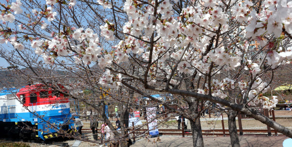 국내 최대 봄꽃 축제인 진해군항제가 열리는 23일 경남 창원시 진해구 경화역공원에서 관광객이 벚꽃을 배경으로 촬영하고 있다. 진해군항제는 오는 4월1일까지 진해구 일원에서 열린다. 2024.3.23  연합뉴스