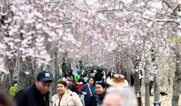 국내 최대 봄꽃 축제가 열리는 24일 경남 창원시 진해구 경화역공원에서 관광객이 봄기운을 만끽하고 있다. 창원시 관계자는 이날 오전 기준 벚꽃 개화율은 15%라고 설명했다. 2024.3.24  연합뉴스