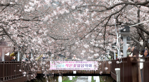 국내 최대 봄꽃 축제가 열리는 24일 경남 창원시 진해구 여좌천 일대에서 관광객이 봄기운을 만끽하고 있다. 창원시 관계자는 이날 오전 기준 벚꽃 개화율은 15%라고 설명했다. 2024.3.24 연합뉴스