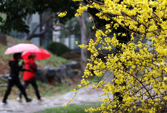 25일 오후 광주 북구 전남대학교에서 시민들이 개나리가 핀 교정을 산책하고 있다. 2024.3.25 연합뉴스