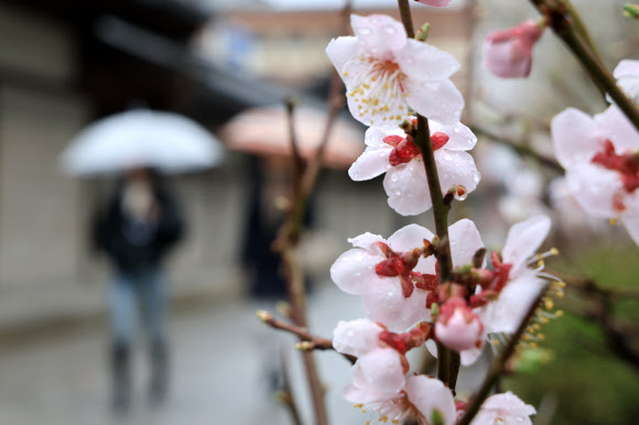 전국 곳곳 비가 내린 25일 오후 서울 종로구 운현궁 인근에서 우산을 쓴 시민들이 이동하고 있다. 2024.3.25 연합뉴스