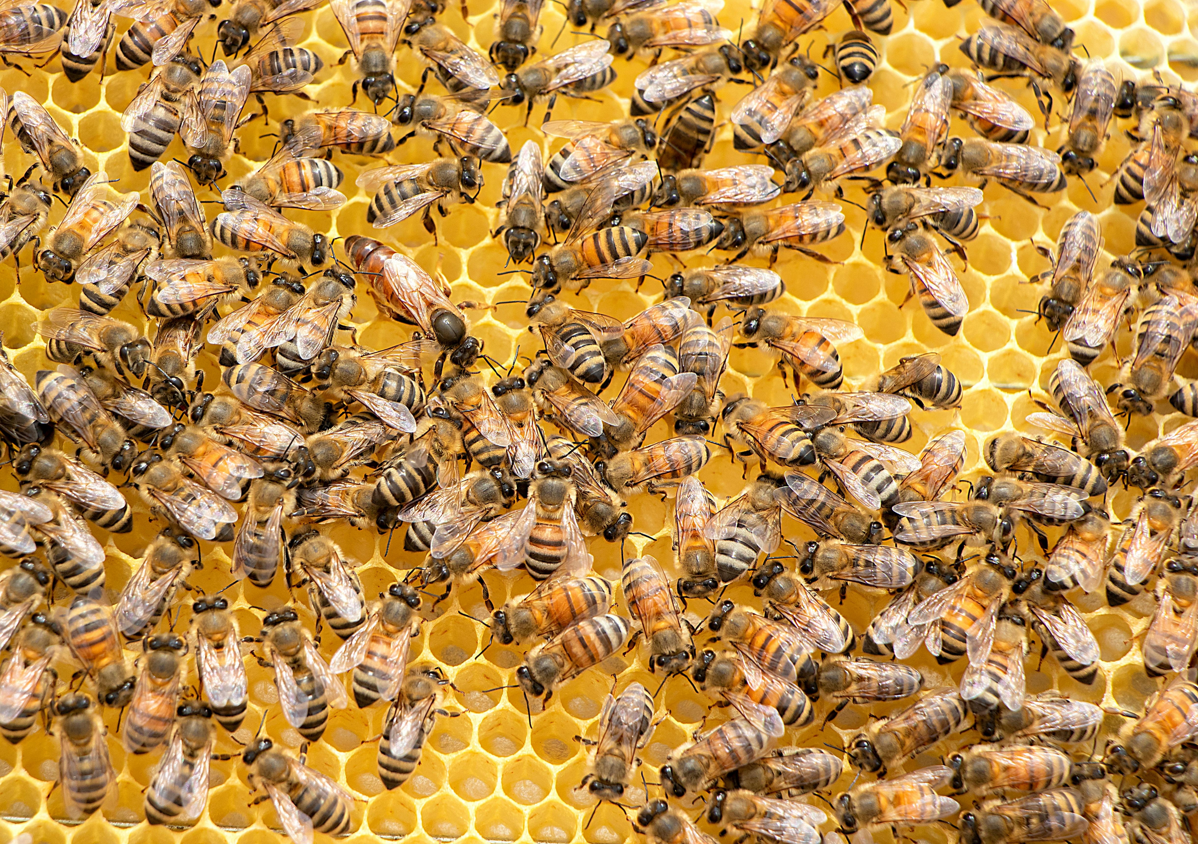 꿀벌은 식물의 꽃가루를 옮겨주는 대표적인 수분 매개곤충이다. 지구 온난화로 기온이 올라가고, 대기가 건조해지면서 꿀벌의 개체수가 급격히 감소할 수 있다는 경고가 나왔다.   펙셀즈 제공