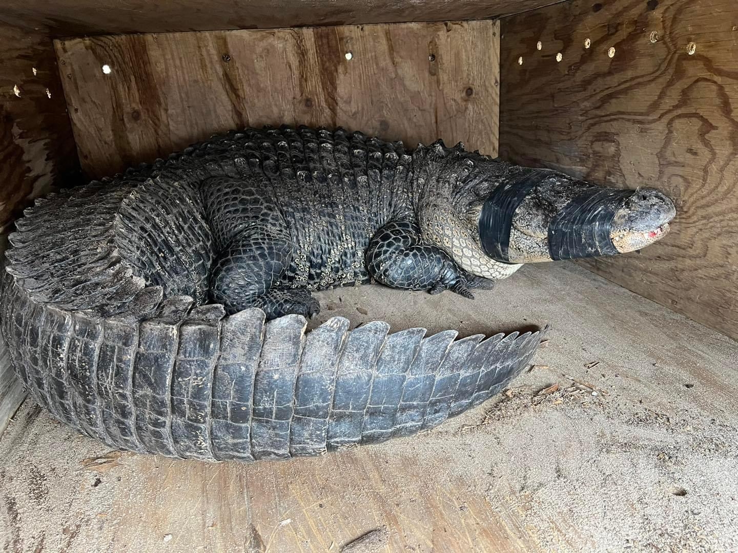 미국 플로리다주 템플 테라스에 살던 악어가 다이어트에 돌입했다. 사진은 보호소 이동을 위해 악어가 구조되는 장면. Croc Encounters 페이스북