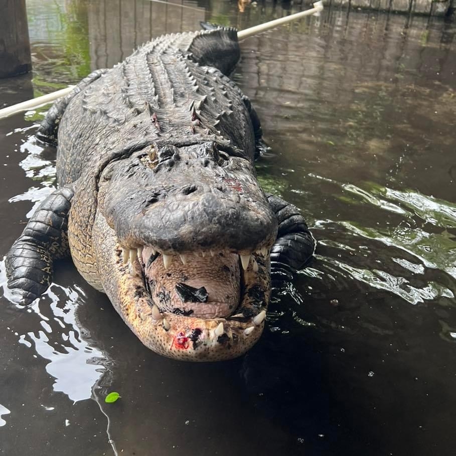 미국 플로리다주 템플 테라스에 살던 악어가 다이어트에 돌입했다. Croc Encounters 페이스북