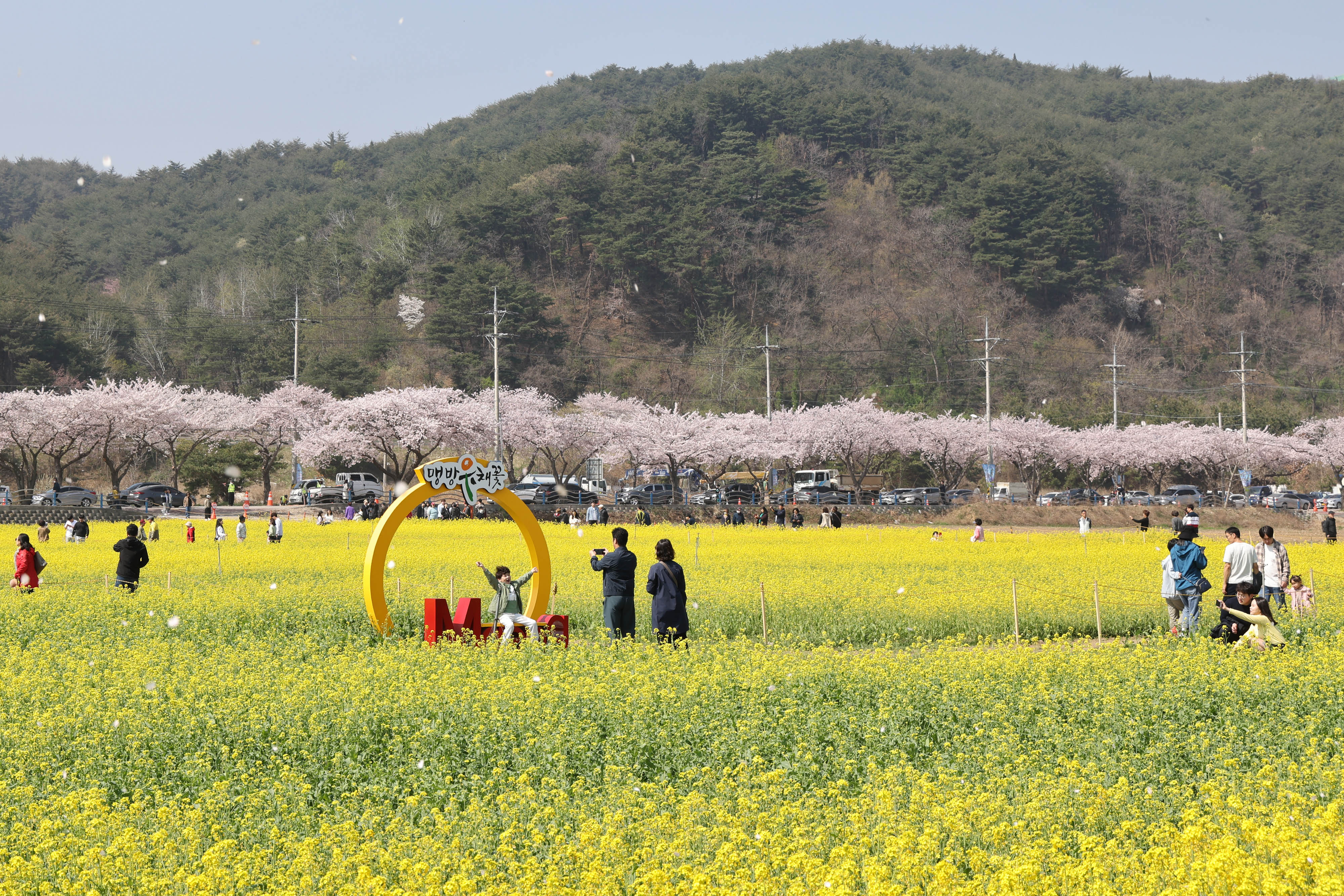 2023년 강원 삼척 맹방 유채꽃 축제. 삼척시 제공