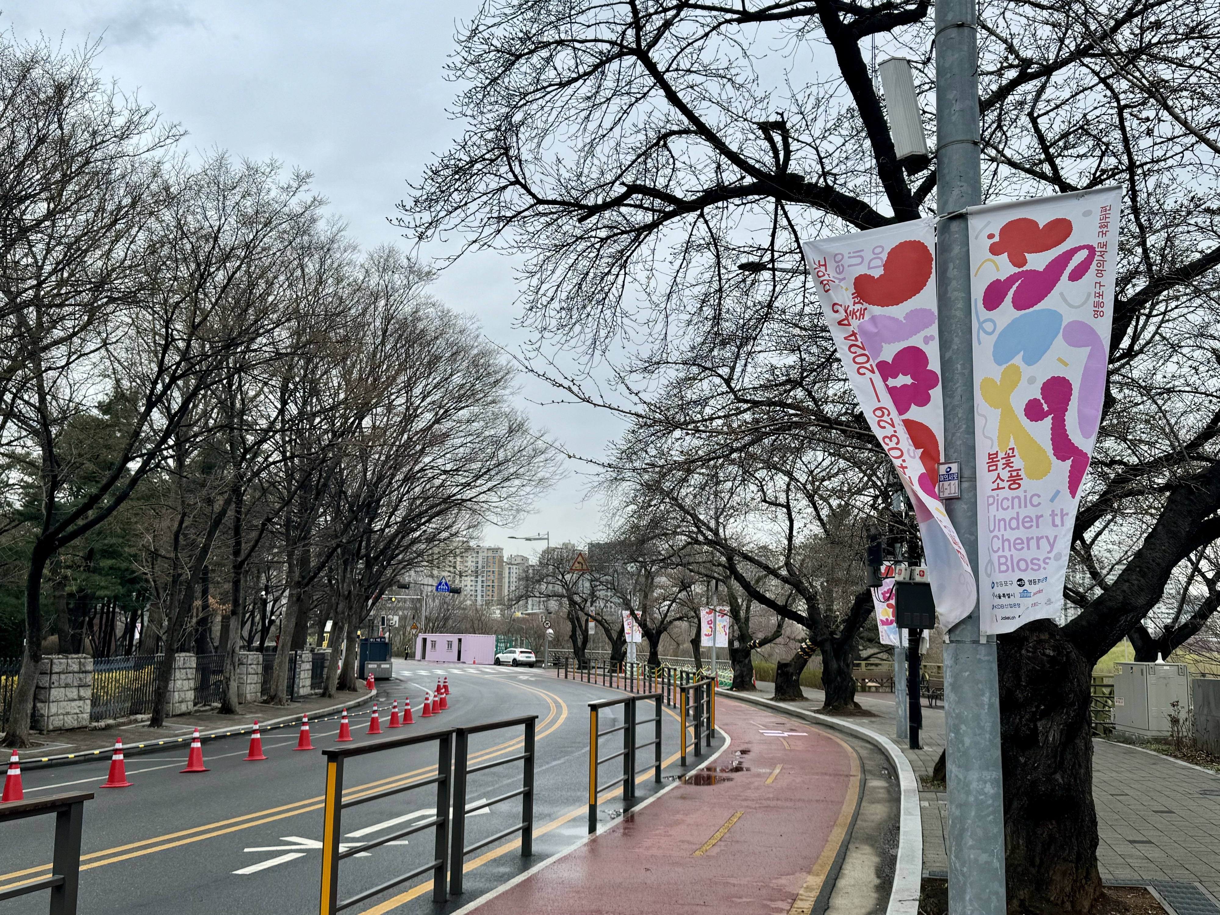 여의도 봄꽃축제 개막을 하루 앞둔 28일 서울 영등포구 여의서로에 있는 벚나무가 꽃망울만 맺힌 채 개화하지 않은 모습이다.