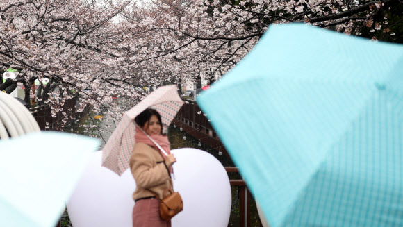 국내 최대 봄꽃 축제인 진해군항제가 열리는 28일 오후 우산을 쓴 관광객이 경남 창원시 진해구 여좌천에서 활짝 핀 벚꽃을 구경하고 있다. 2024.3.28 연합뉴스