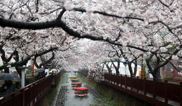 국내 최대 봄꽃 축제인 진해군항제가 열리는 28일 오후 우산을 쓴 관광객이 경남 창원시 진해구 여좌천에서 활짝 핀 벚꽃을 구경하고 있다. 2024.3.28 연합뉴스