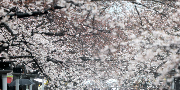 국내 최대 봄꽃 축제인 진해군항제가 열리는 28일 오후 우산을 쓴 관광객이 경남 창원시 진해구 여좌천에서 활짝 핀 벚꽃을 구경하고 있다. 2024.3.28 연합뉴스