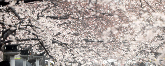 국내 최대 봄꽃 축제인 진해군항제가 열리는 28일 오후 우산을 쓴 관광객이 경남 창원시 진해구 여좌천에서 활짝 핀 벚꽃을 구경하고 있다. 2024.3.28 연합뉴스