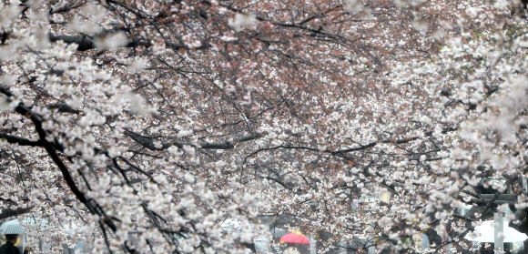 국내 최대 봄꽃 축제인 진해군항제가 열리는 28일 오후 우산을 쓴 관광객이 경남 창원시 진해구 여좌천에서 활짝 핀 벚꽃을 구경하고 있다. 2024.3.28 연합뉴스