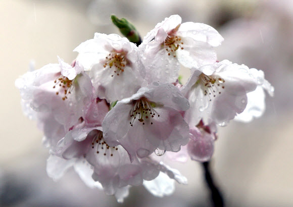 국내 최대 봄꽃 축제인 진해군항제가 열리는 28일 오후 경남 창원시 진해구 여좌천에 벚꽃이 펴 시선을 끌고 있다. 2024.3.28 연합뉴스