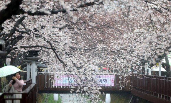 국내 최대 봄꽃 축제인 진해군항제가 열리는 28일 오후 우산을 쓴 관광객이 경남 창원시 진해구 여좌천에서 활짝 핀 벚꽃을 구경하고 있다. 2024.3.28 연합뉴스