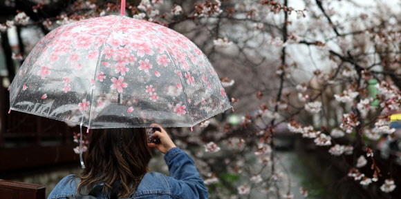 국내 최대 봄꽃 축제인 진해군항제가 열리는 28일 오후 우산을 쓴 관광객이 경남 창원시 진해구 여좌천에서 활짝 핀 벚꽃을 구경하고 있다. 2024.3.28 연합뉴스