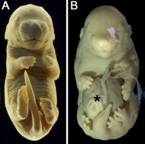 정상적으로 발달한 쥐 배아(왼쪽)과 생식기 대신 뒷다리가 2개 더 생긴 쥐 배아(오른쪽). 네이처 커뮤니케이션