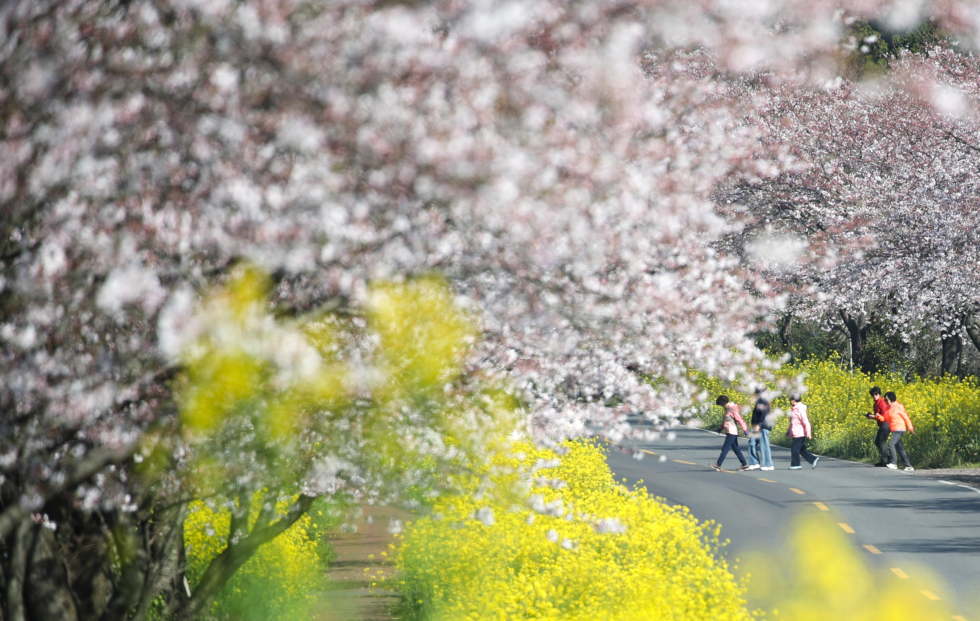 지난 1일 제주 서귀포시 표선면 녹산로에 활짝 핀 벚꽃과 유채꽃. 뉴시스