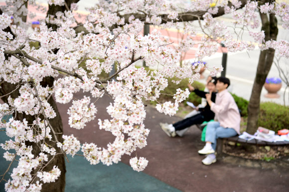 남원 요천 따라 만개한 벚꽃