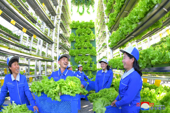 북한 평양의 대규모 채소생산기지인 강동종합온실에서 첫 수확을 해 시민들에게 공급했다고 조선중앙통신이 2일 보도했다. 2024.4.2. 평양 조선중앙통신 연합뉴스