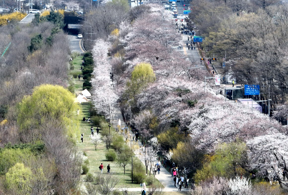 ‘기다리던 벚꽃 피기 시작한 여의도’