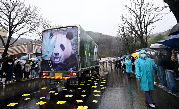 푸바오 팬들이 3일 오전 용인 에버랜드 장미원에서 푸바오를 실은 특수차량을 보며 배웅하고 있다. 2024.4.3. 사진공동취재단
