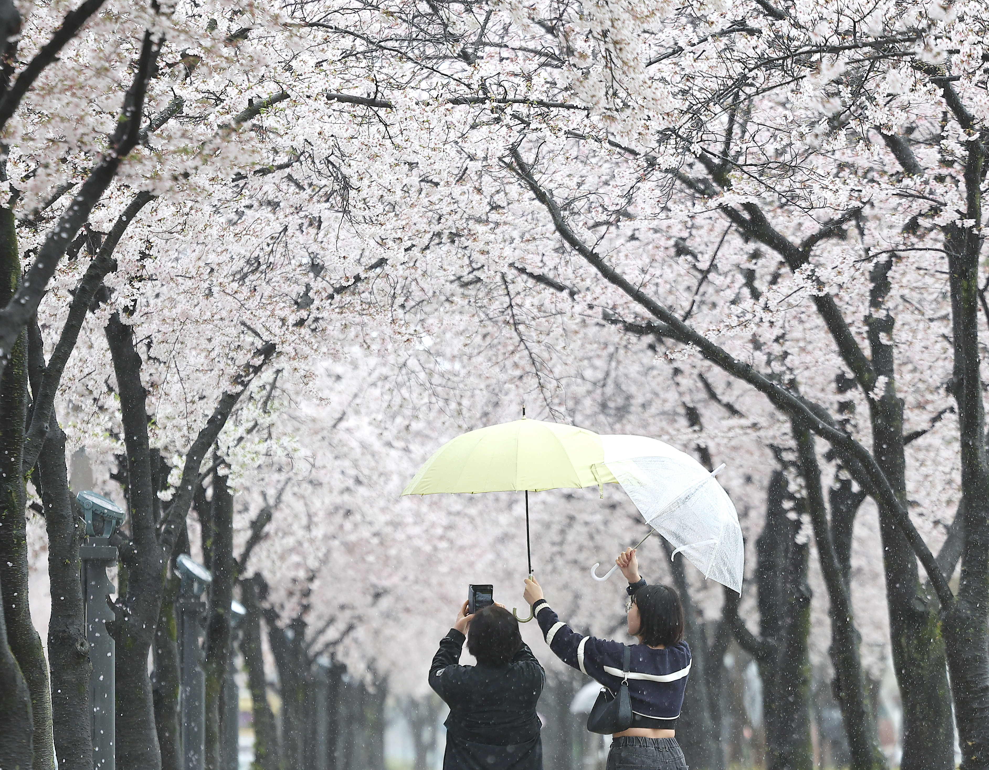 대구 지역에 봄비가 내린 3일 대구 수성구 수성못 벚꽃 산책로에서 시민들이 우산을 서로 들어주며 벚꽃 사진을 찍고 있다. 2024.4.3. 연합뉴스