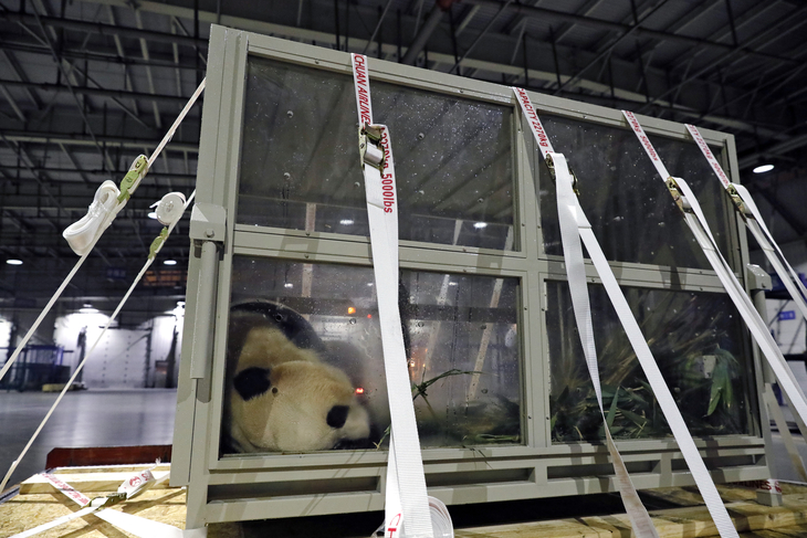 자이언트 판다 푸바오가 3일 중국 남서부 쓰촨성 청두 솽류국제공항에 도착해 있다. 푸바오는 자이언트판다보전연구센터 워룽 선수핑 기지에서 한 달간 격리하며 중국 생활을 적응할 예정이다. 2024.04.04. 신화 뉴시스