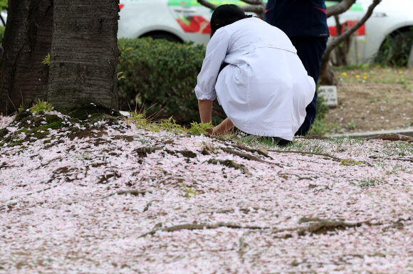 ‘벚꽃 엔딩’…의정갈등도 엔딩?