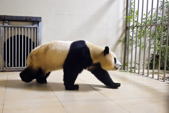 태어난 지 1354일 만에 한국을 떠난 자이언트 판다 ‘푸바오’가 중국에 도착한 사진이 공개됐다.  4일 중국 매체 보도에 따르면 중국판다보호연구센터는 웨이보(微博·중국판 엑스)를 통해 푸바오가 워룽중화자이언트판다원(臥龍中華大熊猫苑) 선수핑기지(神樹坪基地)의 격리·검역 구역에 들어가는 사진 몇장을 공개했다. 신화 연합뉴스