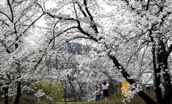 7일 경남 거창군 덕천서원에서 봄 나들이객이 만개한 벚꽃 밑에서 기념사진을 촬영하고 있다. 2024.4.7. 거창군 제공
