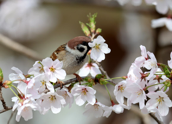 8일 강원 강릉시 초당동 도심공원에서 참새가 활짝 핀 벚나무에 앉아 벚꽃을 입에 물고 봄을 즐기고 있다. 2024.4.8 연합뉴스