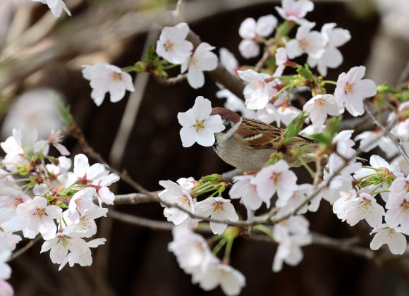 8일 강원 강릉시 초당동 도심공원에서 참새가 활짝 핀 벚나무에 앉아 벚꽃을 입에 물고 봄을 즐기고 있다. 2024.4.8 연합뉴스