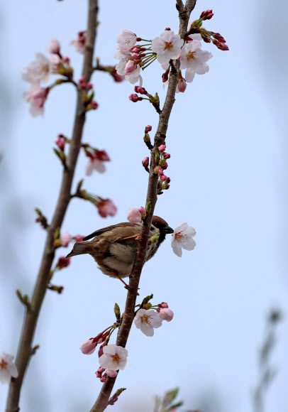 8일 강원 강릉시 초당동 도심공원에서 참새가 활짝 핀 벚나무에 앉아 벚꽃을 입에 물고 봄을 즐기고 있다. 2024.4.8 연합뉴스