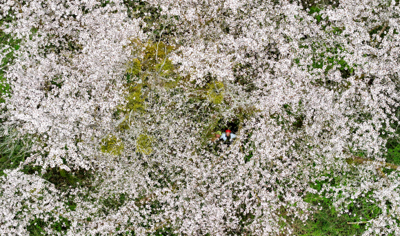 8일 오전 제주시 봉개동 개오름 남동쪽 해발 607m에 위치한 수령 272년으로 추정되는 왕벚나무가 꽃을 활짝 피워 위용을 뽐내고 있다. 이 나무의 전체 모습이 공개되는 것은 이번이 처음이다. 산림청은 높이 15.5m, 밑둥 둘레 4.49m의 이 왕벚나무가 생태와 경관, 학술 가치가 높다며 국가 산림문화자산으로 지정·고시했다. 2024.4.8 연합뉴스