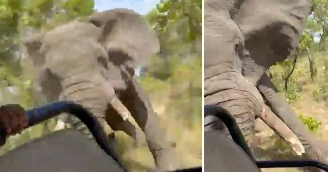 야생 코끼리가 사파리 투어 중인 차를 공격하는 일이 벌어졌다. 이 사건으로 관광객 1명이 숨졌다. CNN 방송 캡처