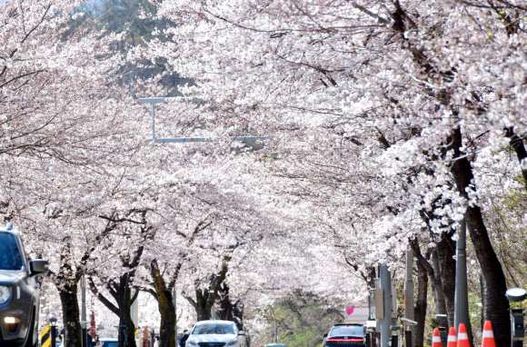 봄기운이 완연한 9일 강원 속초시 설악동 일대에 벚꽃이 만개해 장관을 이루고 있다. 2024.4.9   속초시 제공