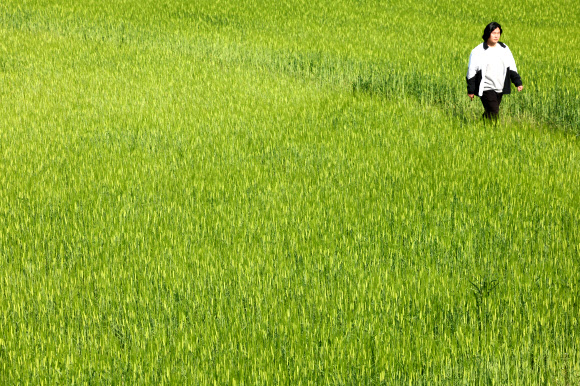 10일 오전 제주시 애월읍 항몽유적지 인근 밭에 청보리가 자라 오가는 이의 눈길을 끌고 있다. 2024.4.10  연합뉴스