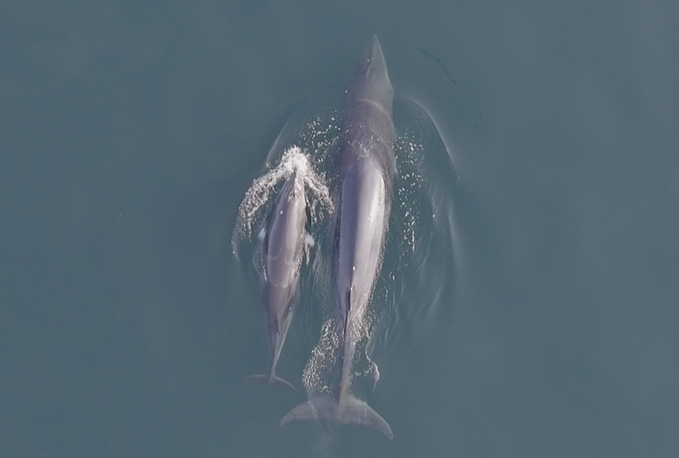 새끼와 어미 밍크고래가 유영하는 모습. 국립수산과학원 제공
