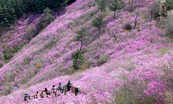 경남지역 낮 최고 기온이 25도까지 오른 12일 오후 경남 창원시 의창구 천주산 정상(해발 638.8m) 부근 흐드러지게 형성된 진달래 군락지를 배경으로 상춘객이 휴식을 취하고 있다. 2024.4.12 연합뉴스