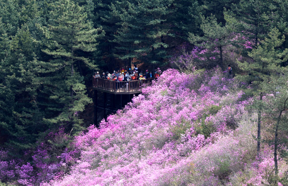 경남지역 낮 최고 기온이 25도까지 오른 12일 오후 경남 창원시 의창구 천주산 정상(해발 638.8m) 부근 흐드러지게 형성된 진달래 군락지를 배경으로 상춘객이 휴식을 취하고 있다. 2024.4.12 연합뉴스