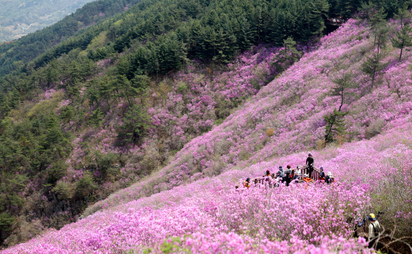경남지역 낮 최고 기온이 25도까지 오른 12일 오후 경남 창원시 의창구 천주산 정상(해발 638.8m) 부근 흐드러지게 형성된 진달래 군락지를 배경으로 상춘객이 휴식을 취하고 있다. 2024.4.12 연합뉴스