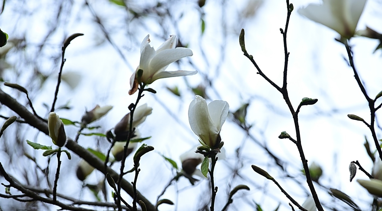 국립산림과학원 난대·아열대산림연구소 제공