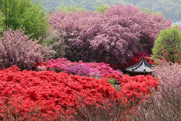 꽃들로 가득한 전주 완산공원 꽃동산