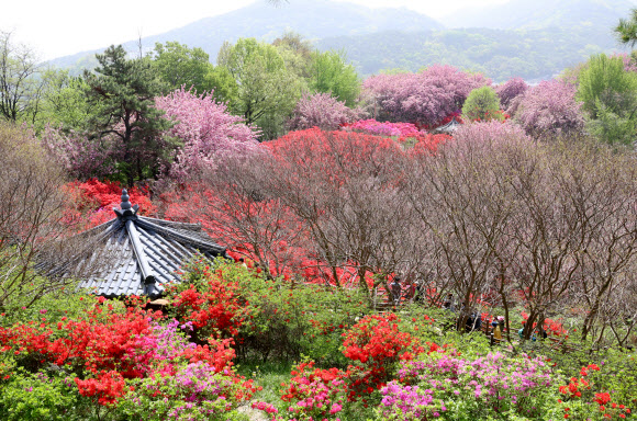 꽃들로 가득한 전주 완산공원 꽃동산