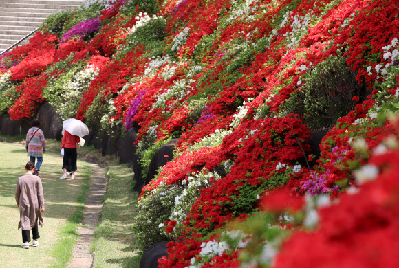 철쭉 만개